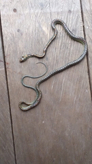 Chrysopelea paradisi