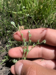 Plagiobothrys scouleri