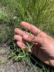 Plagiobothrys scouleri