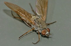 Anabarhynchus triangularis