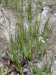 Juncus holoschoenus