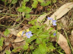Veronica calycina