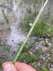 Juncus holoschoenus