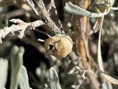 Rhopalomyia lignitubus