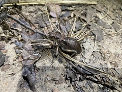 Enyaliopsis