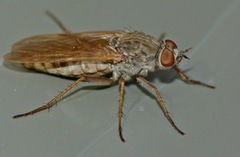 Anabarhynchus triangularis