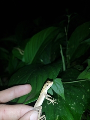 Anolis planiceps