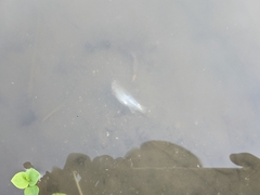 Opsariichthys pachycephalus