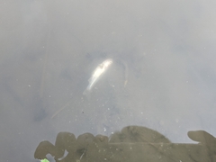 Opsariichthys pachycephalus