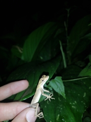 Anolis planiceps