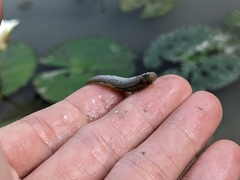 Opsariichthys pachycephalus