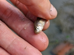 Opsariichthys pachycephalus