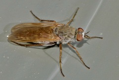 Anabarhynchus triangularis