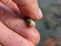 Opsariichthys pachycephalus