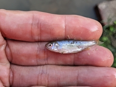 Opsariichthys pachycephalus