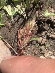 Polygonum polygaloides