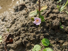 Limnophila aromatica