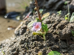 Limnophila aromatica