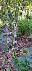 Acanthus spinosus