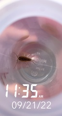 Ligia exotica