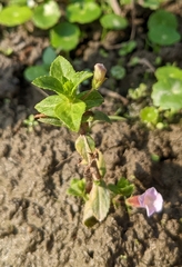 Limnophila aromatica