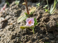 Limnophila aromatica