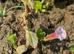 Limnophila aromatica