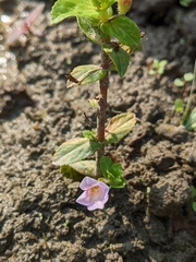 Limnophila aromatica