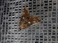 Paracymoriza prodigalis