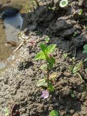 Limnophila aromatica