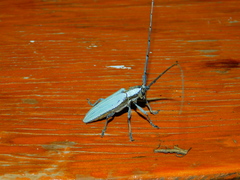 Deliathis imperatrix