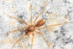 Wubana drassoides
