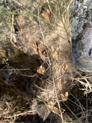 Camassia leichtlinii