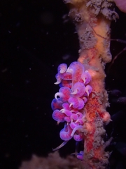 Phyllodesmium poindimiei