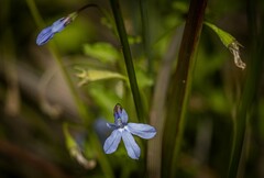 Lobelia quadrangularis