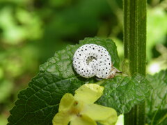 Tenthredo scrophulariae