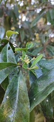 Daphnopsis mexiae