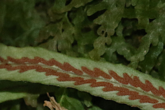 Notogrammitis billardierei