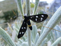 Amata ragazzii