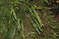 Notogrammitis billardierei