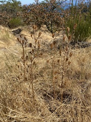 Camassia quamash