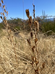 Camassia quamash