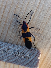 Oncopeltus fasciatus