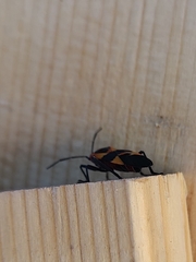 Oncopeltus fasciatus