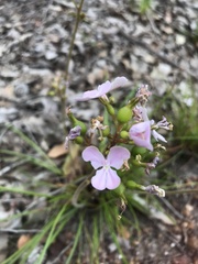 Stylidium affine