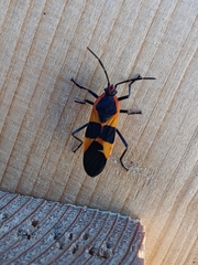 Oncopeltus fasciatus