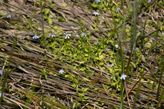 Lobelia quadrangularis