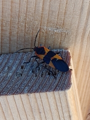 Oncopeltus fasciatus