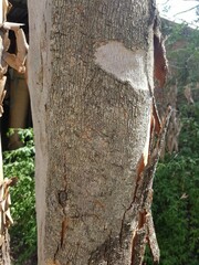 Eucalyptus propinqua