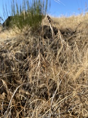 Bromus diandrus
